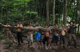 «البارونة» تدخل غينيس كأطول أفعى برية في العالم 