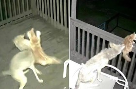 ملايين المشاهدات لـ الذئب والقطة الشجاعة 