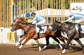 43 خيلا تشارك في السباق التجريبي العاشر بمضمار جبل علي