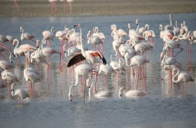 COP28 يشهد أول تقييم عالمي لمدى تقدّم الدول في تنفيذ التزاماتها بموجب الاتفاق