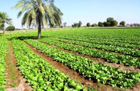 « التغير المناخي» تتبنى حلولا ابتكارية ومنظومة متكاملة لدعم المنتج المحلي واستدامة الزراعة