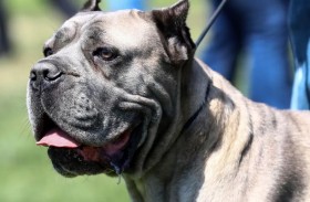 بعد 6 سنوات .. امرأة تعثر على كلبها