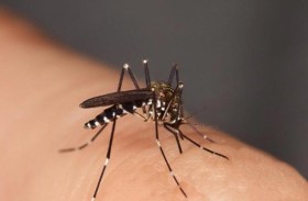 تحذيرات من «بعوضة النمر»