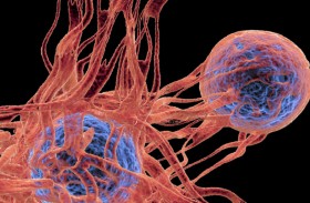 فيروس شائع يتسلل إلى الحمض النووي ويحفز السرطان مباشرة