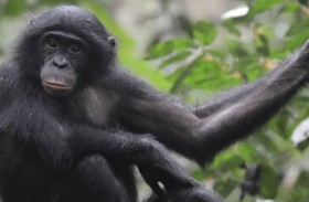 القردة تعزي نفسها بالدمى بعد فقد أطفالها