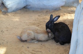 حديقة أم الإمارات تعيد افتتاح حظيرة الحيوانات أمام الزوار