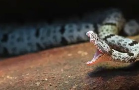 الثعبان يصطاد في مجموعات.. اكتشاف يغيّر المفاهيم 