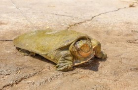 سلحفاة الفرات الطرية مهددة بالانقراض