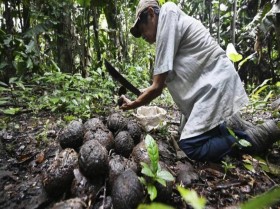 الجوز البرازيلي ضحية إزالة الغابات في بوليفيا 