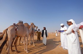 «مزاينة رزين» المحطة الثانية لمهرجان الظفرة تنطلق اليوم