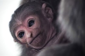 ميلاد قرد مهدد بالانقراض