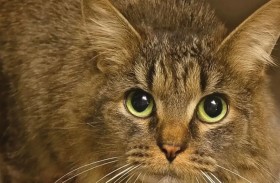 بعد 443 يوماً.. القطة «المعجزة» تعود لعائلتها 