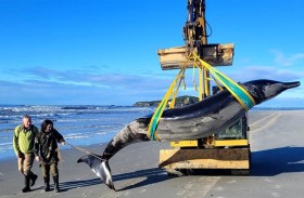 العثور على جيفة حوت نادر في العالم 