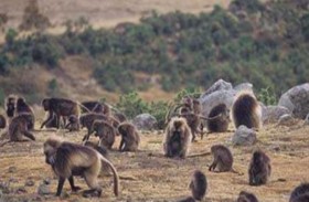 إنقاذ عشرات القرود من الموت الحتمي