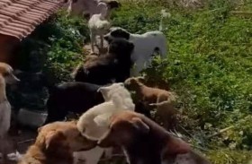 أزمة لبنان الاقتصادية عصفت بالكلاب