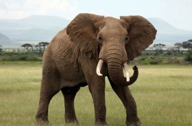 فيلة تُفاجئ الحراس وتتجول خارج حظيرتها