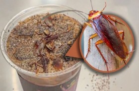 قهوة بالصراصير