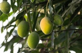 يطور شجرة تنتج 300 نوعا مختلفا من المانغو