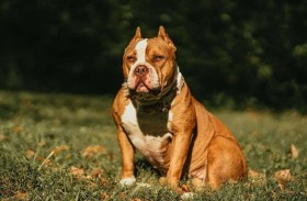 كلب يقتل رضيعا بهجوم عنيف