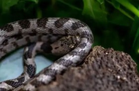 سفّاحة الثعابين.. هكذا تلتهم أفعى الكوكري فرائسها