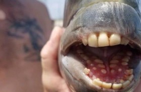 سمكة بأسنان «بشرية»