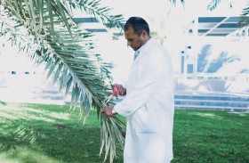 الابتكار يعد منتجاً جديداً يستخدم كمحفز نباتي ومحسن للتربة