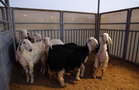 مهرجان الثروة الحيوانية يتوج 25 فائزا في مسابقة «أفضل السلالات»