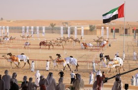 تحت رعاية رئيس الدولة.. مهرجان الظفرة ينطلق 21 أكتوبر