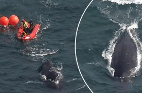 إنقاذ حوت أحدب علق في شباك صيد 