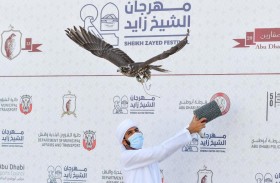 1250 صقراً تحلق في مهرجان الشيخ زايد للصيد بالصقور