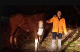 يسرق حصانًا ويحاول إخفاءه في شقته 