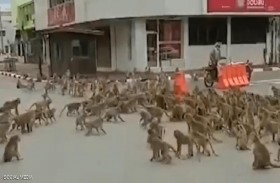 رعب فيلم  كوكب القردة يتحول لحقيقة في تايلاند