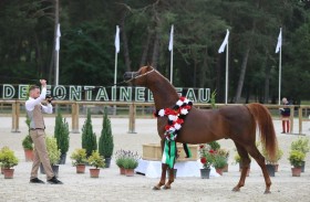برعاية منصور بن زايد.. اليوم انطلاق البطولة الـ 6 لكأس الإمارات العالمي لجمال الخيل العربية في مصر