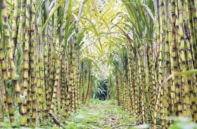 كوريا تفاجئ العالم… تحويل بقايا قصب السكر لطاقة نظيفة ووقود مستدام