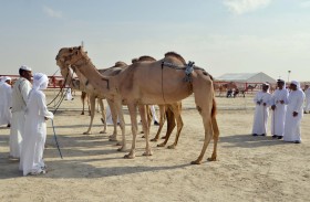 مزاينة رزين بمهرجان الظفرة تنطلق 25 نوفمبر الجاري