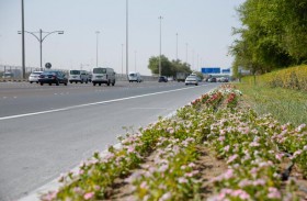 بلدية مدينة أبوظبي تجمّل جسور الشارع العام ومدخل مصفح بآلاف الزهور الموسمية والشجيرات المزهرة