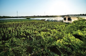 كارفور تعلن عن شراكة مع مزرعة الإمارات البيولوجية لتوفير المنتجات الزراعية العضوية لعملائها
