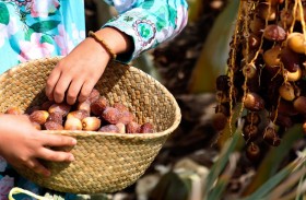 تمور الإمارات ... إرث غني وخريطة معرفية تتوارثها الأجيال