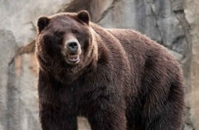 دب ينهي حياة امرأة في جبال بولندا