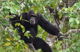 «الشمبانزي» يفسر سلوكيات المراهقين الخطرة لدى البشر