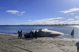 حوت أزرق نافق على شاطئ تشيلي 