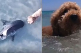 مواجهة غير متوقعة بين كلب وسمكة قرش