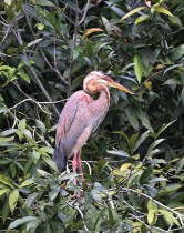 مالك الحزين الأرجواني يجلس على فرع شجرة في حدائق الخليج في سنغافورة  - ا ف ب