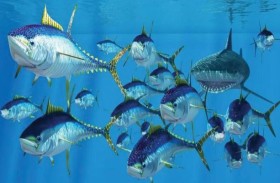 مستويات الزئبق في أسماك التونة تثير قلقا عالميا