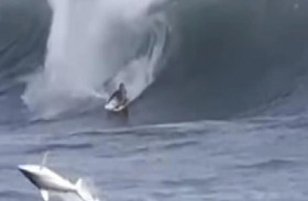 سمكة قرش تفاجئ راكب أمواج 