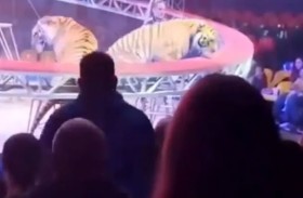 نمر يهرب من السيرك إلى المتفرجين