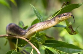 كيف تصمد الثعابين لفترة طويلة دون طعام؟