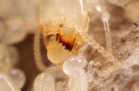 خطة حكومية لمحاصرة النمل الأبيض.. ما السبب؟