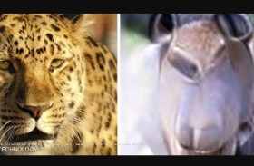 علماء يابانيون ينتجون أول صورة ذهنية في العالم