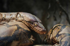 ثعبان ضخم يخترق سقف منزل في ماليزيا